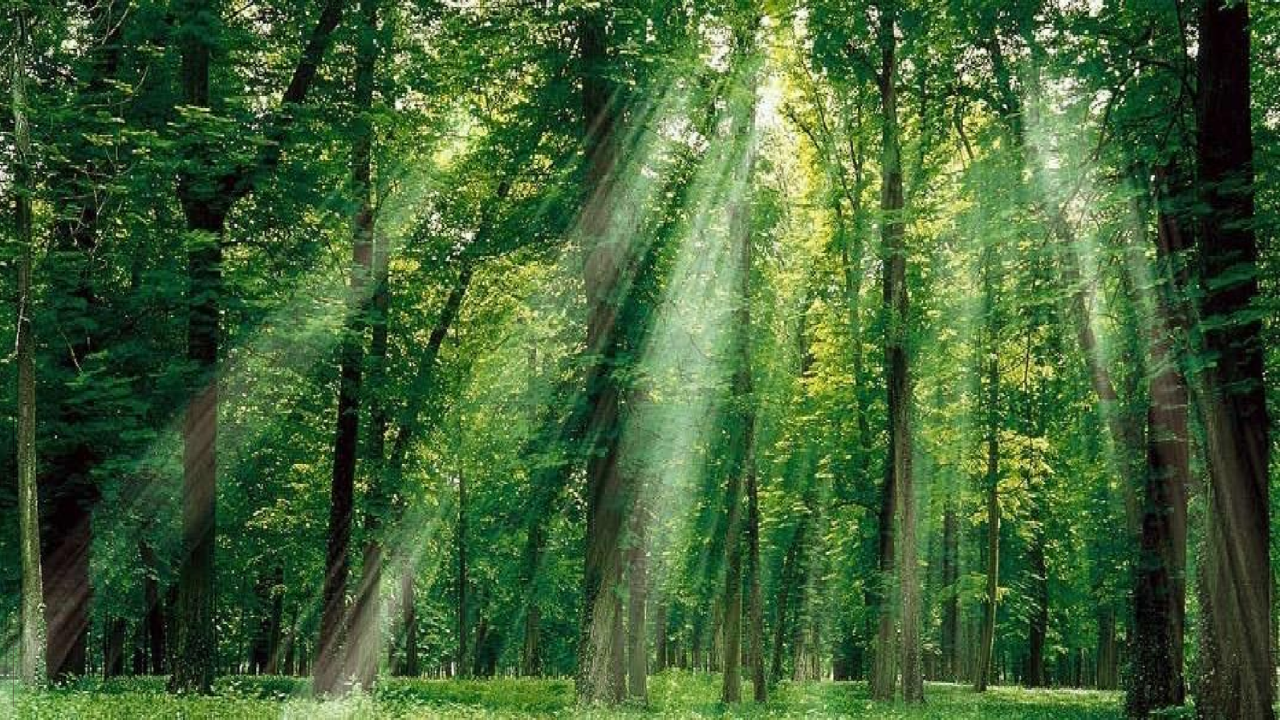 Forest preservation through TSBOX